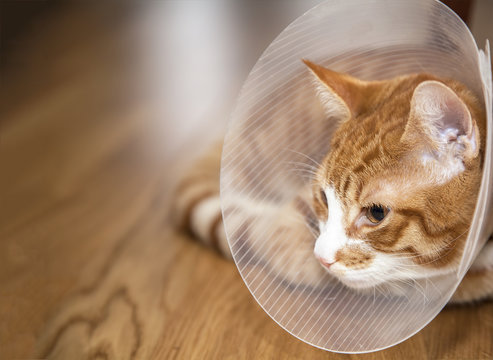 Cat With Cone On A Floor