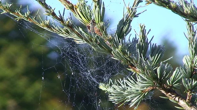 Das Spinnennetz am Ast eines Nadelbaumes zittert im Wind