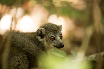 portrait Crowned lemur, Eulemur coronatus, Ankarana Reserve, Madagascar