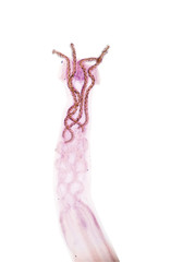 Obraz premium Shirleyrhynchus sp. (parasite) on slide under the microscope. under microscope view.