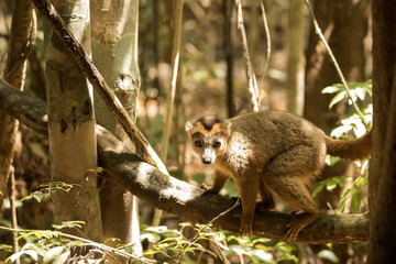  Crowned lemur, Eulemur coronatus, resting on a vine Ankarana Reserve, Madagascar