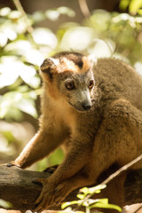Obraz premium the male Crowned lemur, Eulemur coronatus, resting on a vine Ankarana Reserve, Madagascar