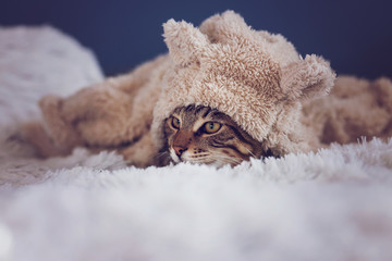 cute tabby cat in a costume. bengal wearing a faux fur hoodie with ears