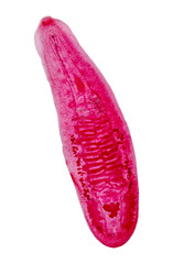 parasite under microscope view.