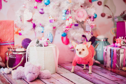 Pink picture of little chihuahua in a sweater standing among Chr