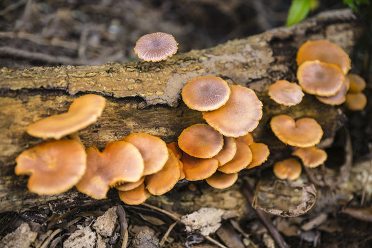 mushrooms grow on timber