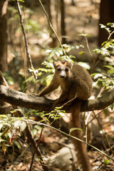  Crowned lemur, Eulemur coronatus, resting on a vine Ankarana Reserve, Madagascar