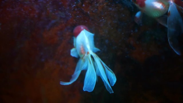 Red And White Oranda Goldfish Against Air Bubble Curtain In Home Aquarium