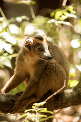 the male  Crowned lemur, Eulemur coronatus, resting on a vine Ankarana Reserve, Madagascar