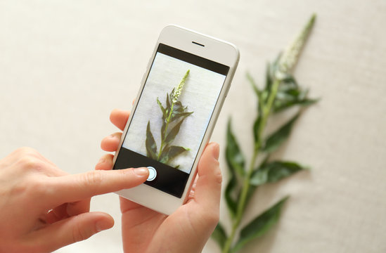 Female hands taking photo of plant with smartphone