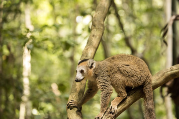  Crowned lemur, Eulemur coronatus, resting on a vine Ankarana Reserve, Madagascar