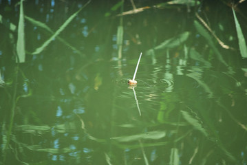 поплавок в воде,