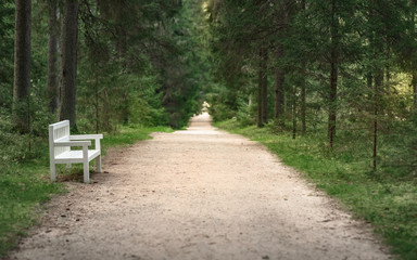 white benches on the track in summer Park between the green trees