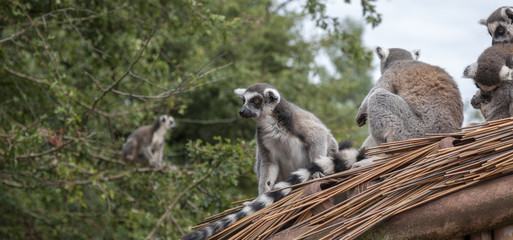 lemurs in the wildlife park