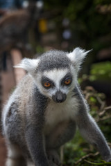 lemurs in the wildlife park