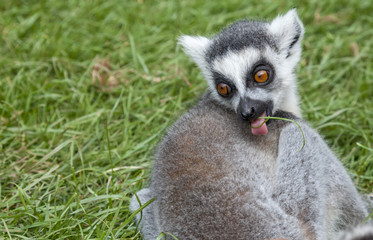 lemurs in the wildlife park