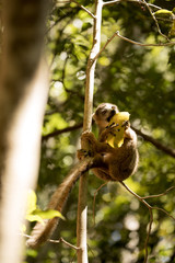 Young Crowned lemur, Eulemur coronatus, eating mango Ankaran Reserve, Madagascar