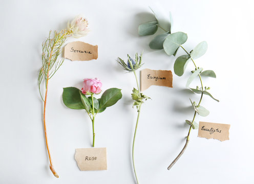 Collection of flowers on white background