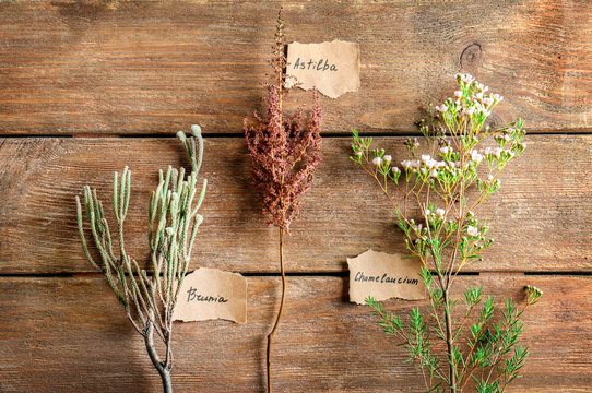 Collection of flowers on wooden background