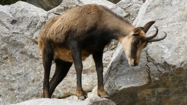 chamois (rupicapra) goat-antelope in austrian alps