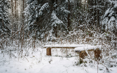 snow-covered benches in the woods on background of white firs and pines