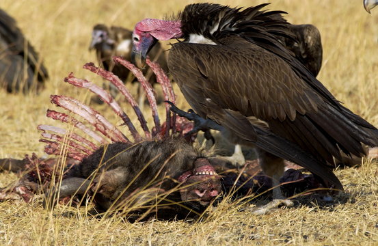 Lappet Faced Vulture Grumeti, Tanzania