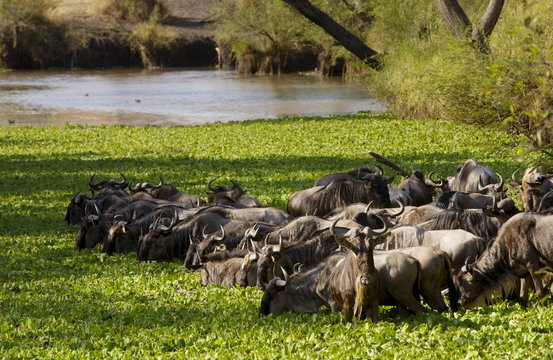 Herd of migrating Blue Wildebeest drinking, Grumeti, Tanzania