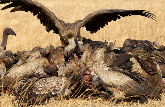 Lappet Faced Vultures feasting on an animal carcass, Grumet, Tanzania