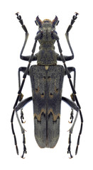 Beetle Oxymirus mirabilis on a white background