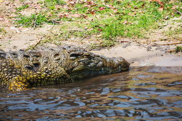 Crocodile lies on the bank of lake
