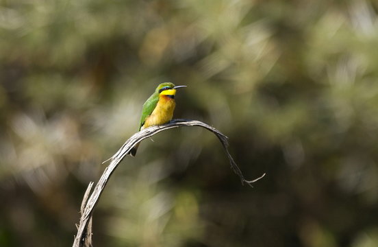 Little Bee-eater,  Ngorongoro, Tanzania