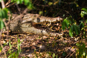 Crocodile lies on the bank of lake
