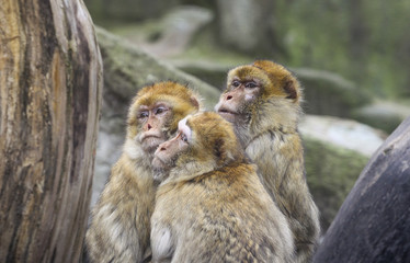 Three monkeys sitting close together