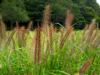 野原のチカラシバ