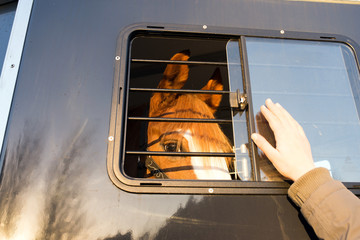 cheval dans le van