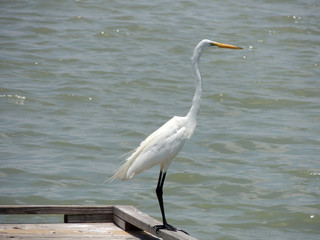 The White Egret
