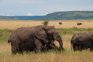 Wild Elephant in serengeti, Tanzania