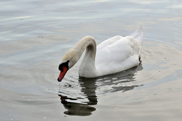 cigno reale