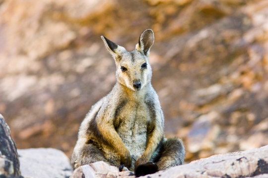Wallaby sits on the rocks at Simpson's Gap, West Madonnell Mountain Range