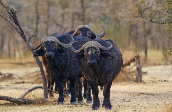 Herd of four African Cape buffalos,  Grumeti,Tanzania