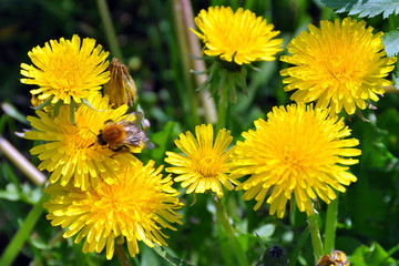Bumblebee and dandelions