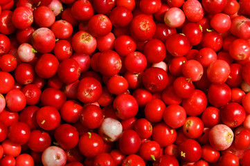 Forest cranberries