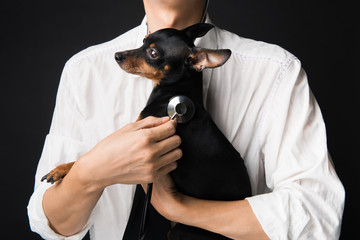 Veterinarian doctor examining a miniature-pinscher puppy with a stethoscope