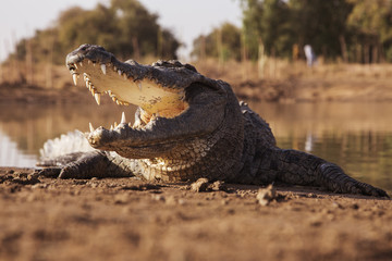 Fototapeta premium Feeding the crocodile