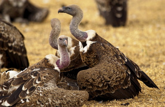 Lappet Faced Vultures, Grumet, Tanzania