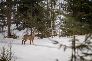 A beautiful doe standing in the winter forest