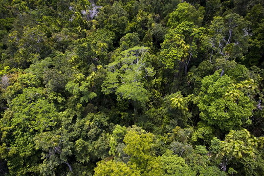 Barron Falls National Park Rainforest from Skyrail Cableway, North Queensland