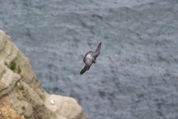 ハヤブサ,ハヤブサ目,ハヤブサ科,ハヤブサ属