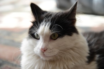 Gatto - Europeo/persiano