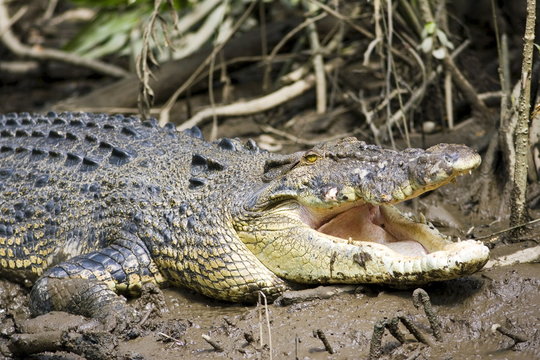Crocodile in muddy shallows of the Mossman River, Daintree